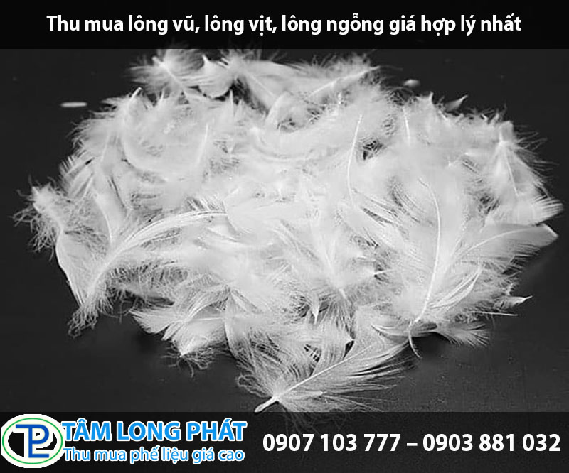Thu mua lông vũ, lông vịt, lông ngỗng giá hợp lý nhất