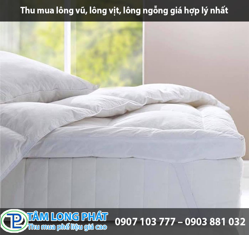 Thu mua lông vũ, lông vịt, lông ngỗng giá hợp lý nhất