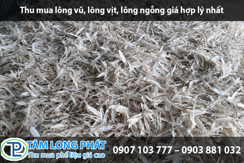 Thu mua lông vũ, lông vịt, lông ngỗng giá hợp lý nhất